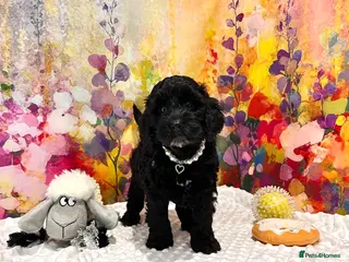 Cockapoo dogs 🏆CHAMPION LINES🌟 SHOWTYPE Miniature F1 Cockapoos - Advert 4