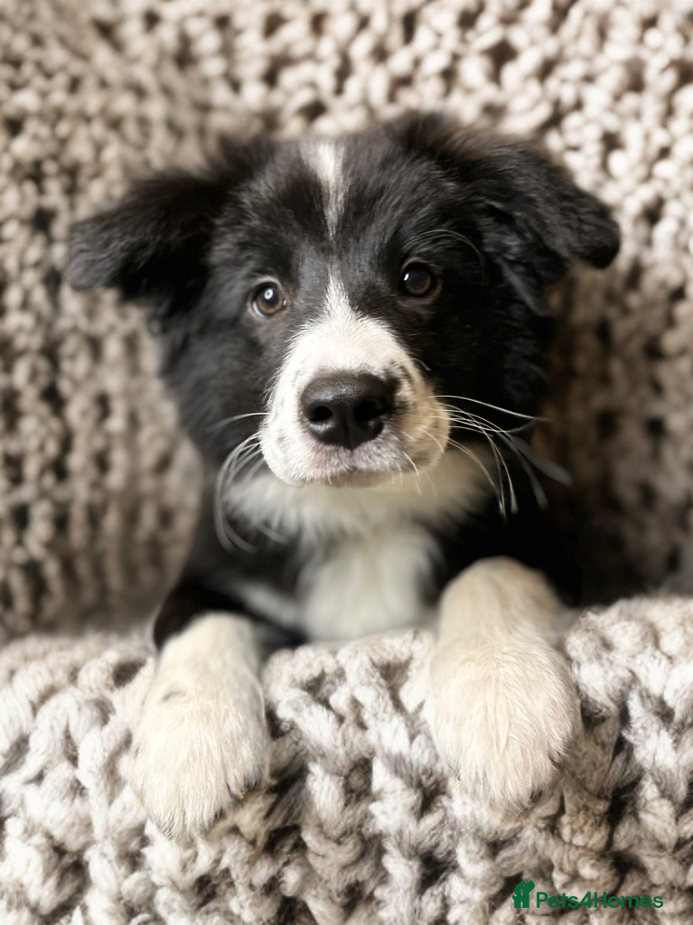 Border Collie dogs ❗️5⭐️ LAST KC DNA tested champions❗️border collie  - Advert 4