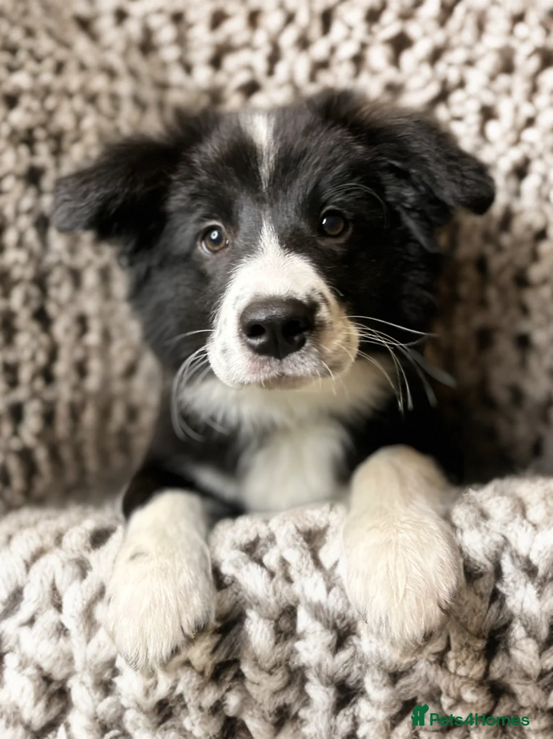 Border Collie dogs for sale: ❗️ LAST KC DNAtested champions❗️ready to go! - Advert 1