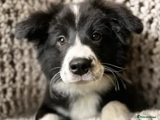 Border Collie dogs ❗️5⭐️ LAST KC DNA tested champions❗️border collie - Advert 6