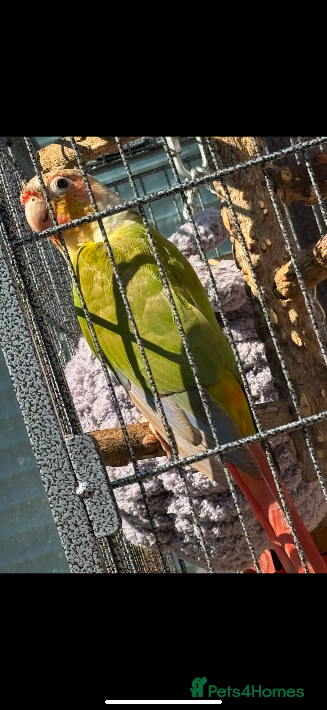 Conures birds for sale: Conure & full set up  - Image 2
