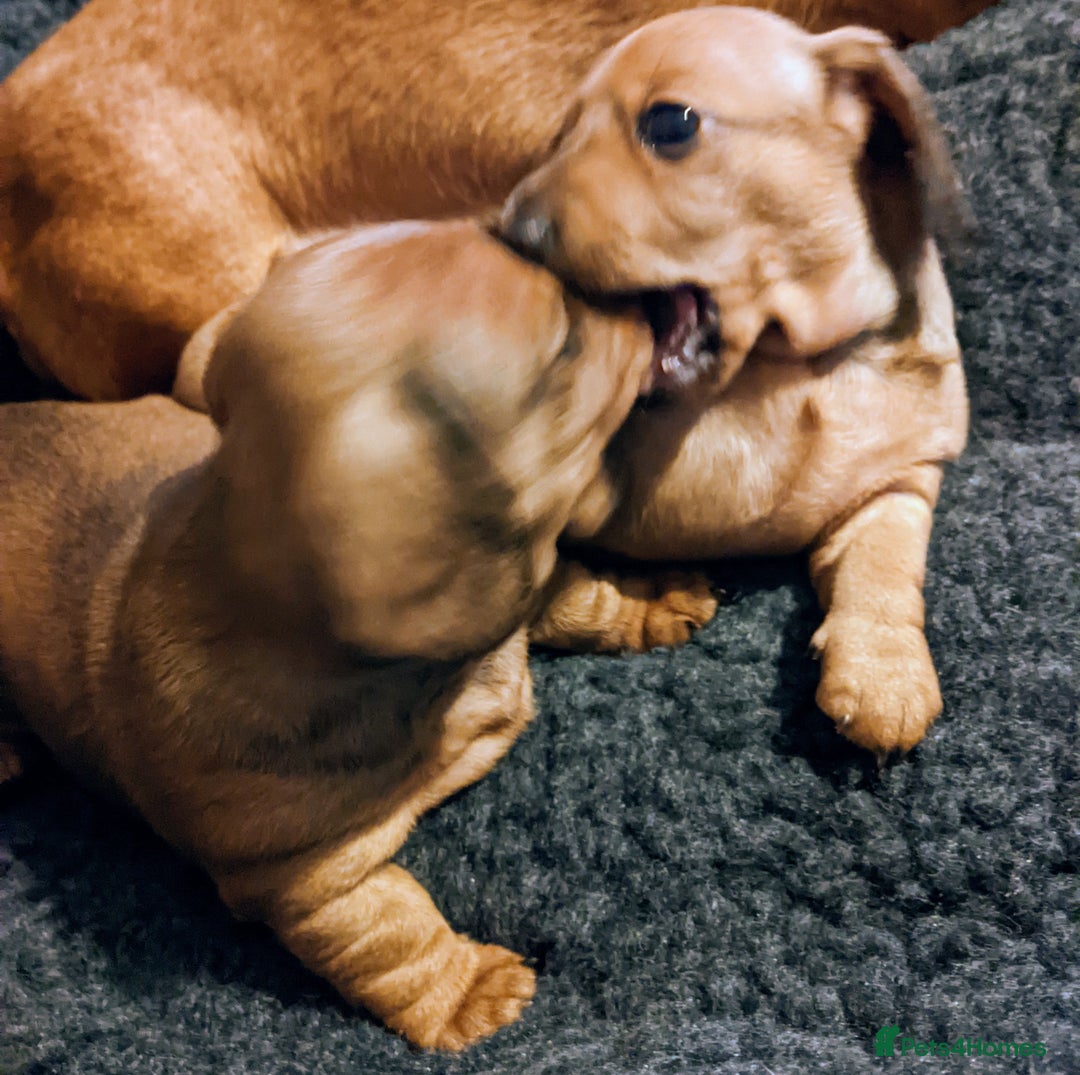 Miniature Dachshund dogs for sale: smooth miniature dachshund   - Advert 8