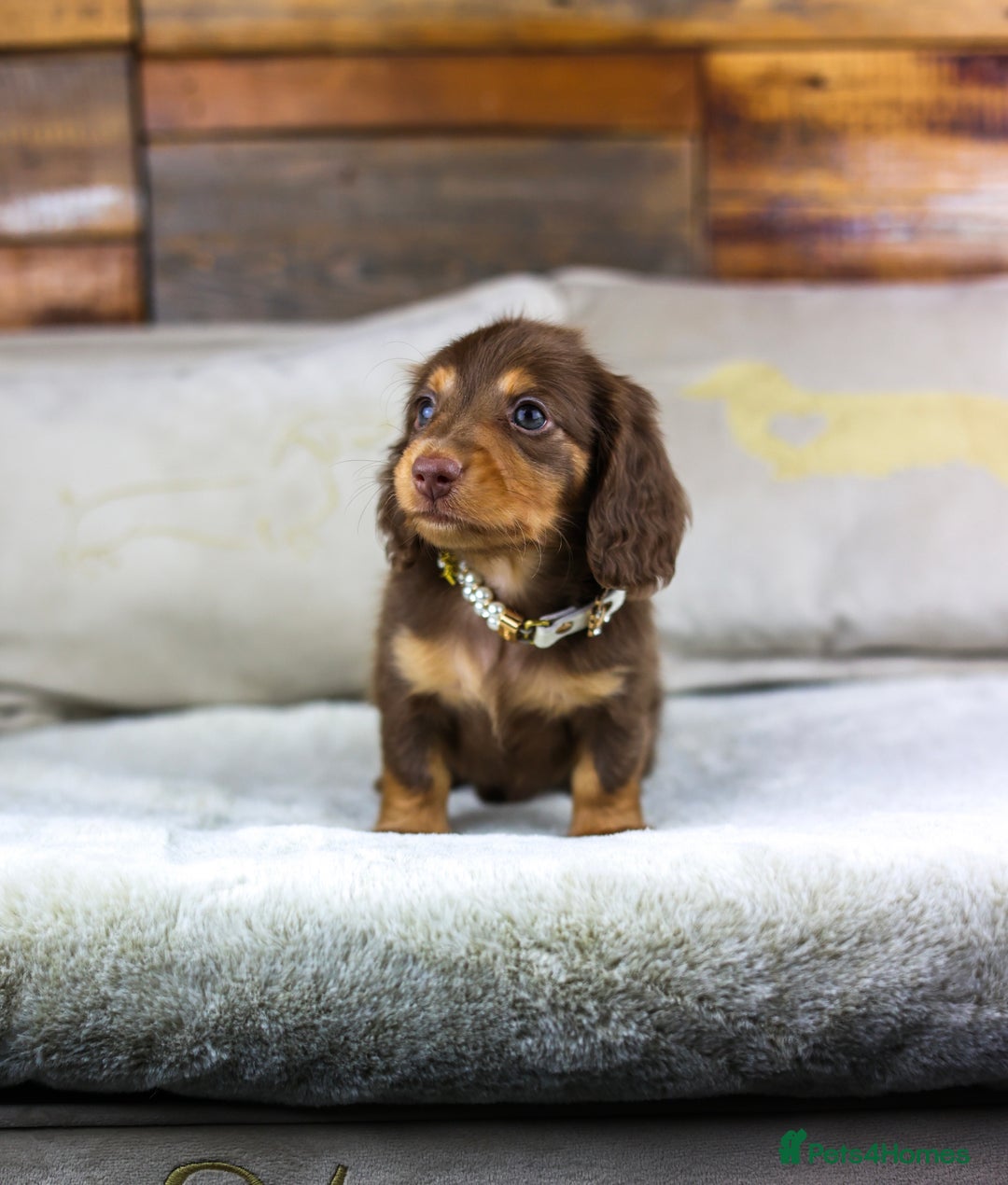 Miniature Dachshund dogs for sale: Long haired Russian pedigree miniature dachshunds - Advert 7