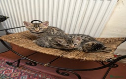 Bengal cats for sale: Beautiful Bengal X kittens - Image 4