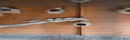 Finches birds for sale: Baby Zebra finches for sale in Leicester - Advert 3