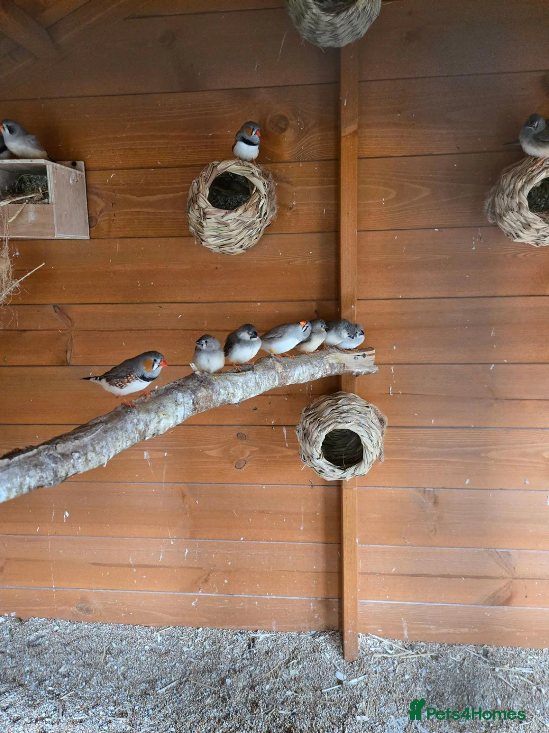 Finches birds for sale: Baby Zebra finches for sale in Leicester - Advert 3
