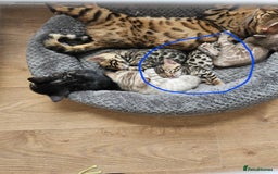 Bengal cats for sale: Male bengal - last kitten left - Image 9