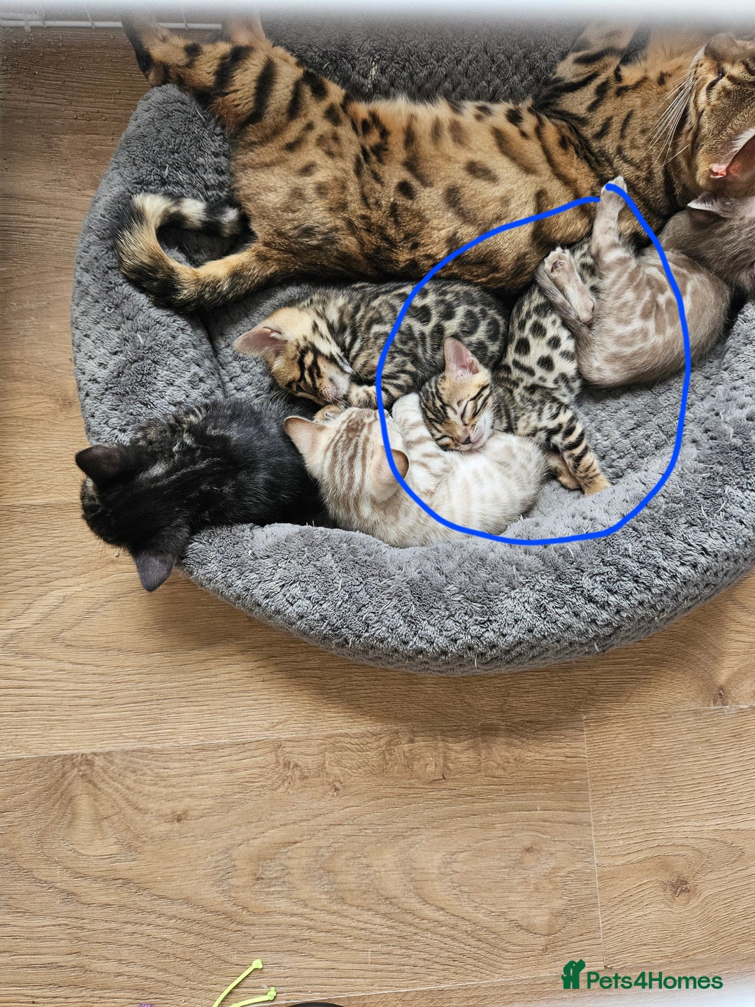 Bengal cats for sale: Male bengal - last kitten left - Image 9