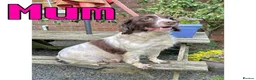 Sprollie dogs for sale: ⚡️Stunning Sprollie Puppies⚡️ - Advert 10