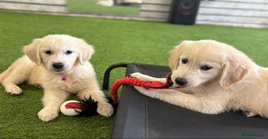 Golden Retriever dogs - Advert 3