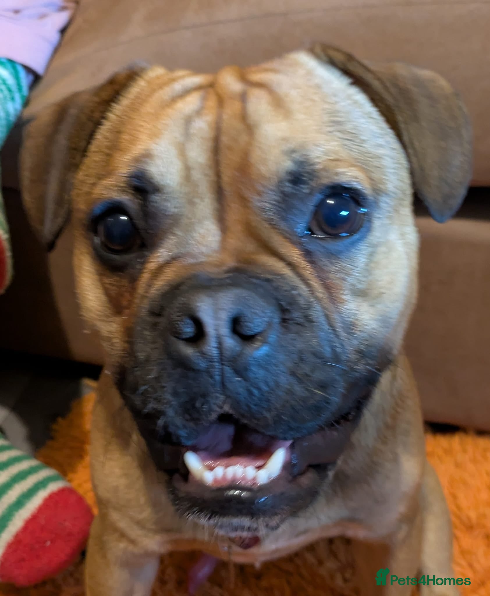 Mixed Breed dogs Rufus Urgent Foster or Adoption (Free) - Advert 5