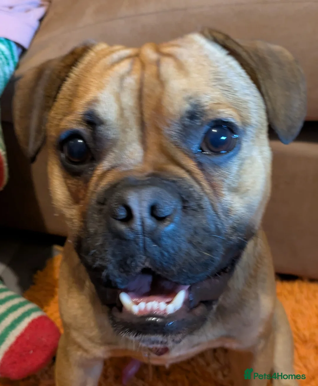 Mixed Breed dogs for sale: Rufus Urgent Foster or Adoption (Free) - Advert 1