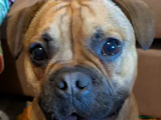 Mixed Breed dogs Rufus Urgent Foster or Adoption (Free) - Advert 5