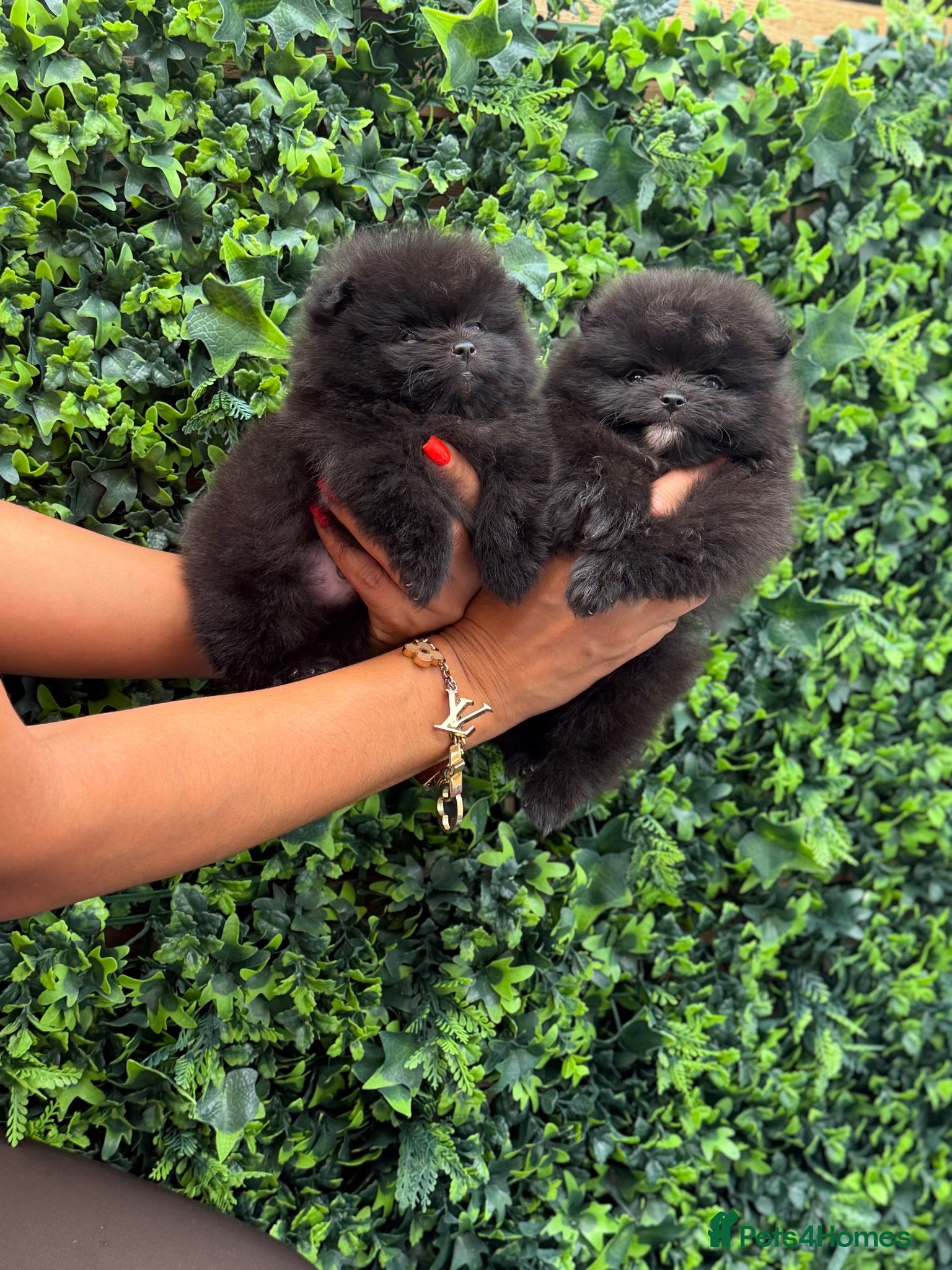 Pomeranian dogs Stunning Jet Black Pomeranian - Advert 1