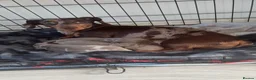 Miniature Dachshund dogs for sale: Male Miniature Dachshund in Sunderland - Advert 4