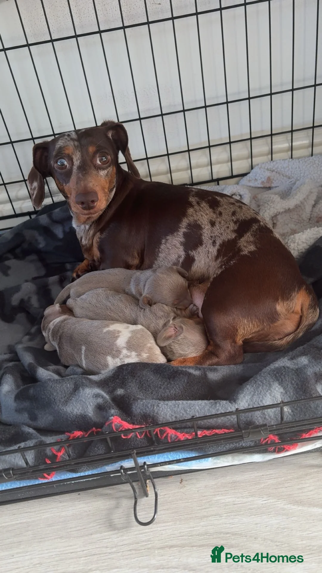 Miniature Dachshund dogs for sale: Male Miniature Dachshund in Sunderland - Advert 4