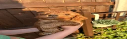 Cockapoo dogs for sale: F1 cockapoo - Advert 10