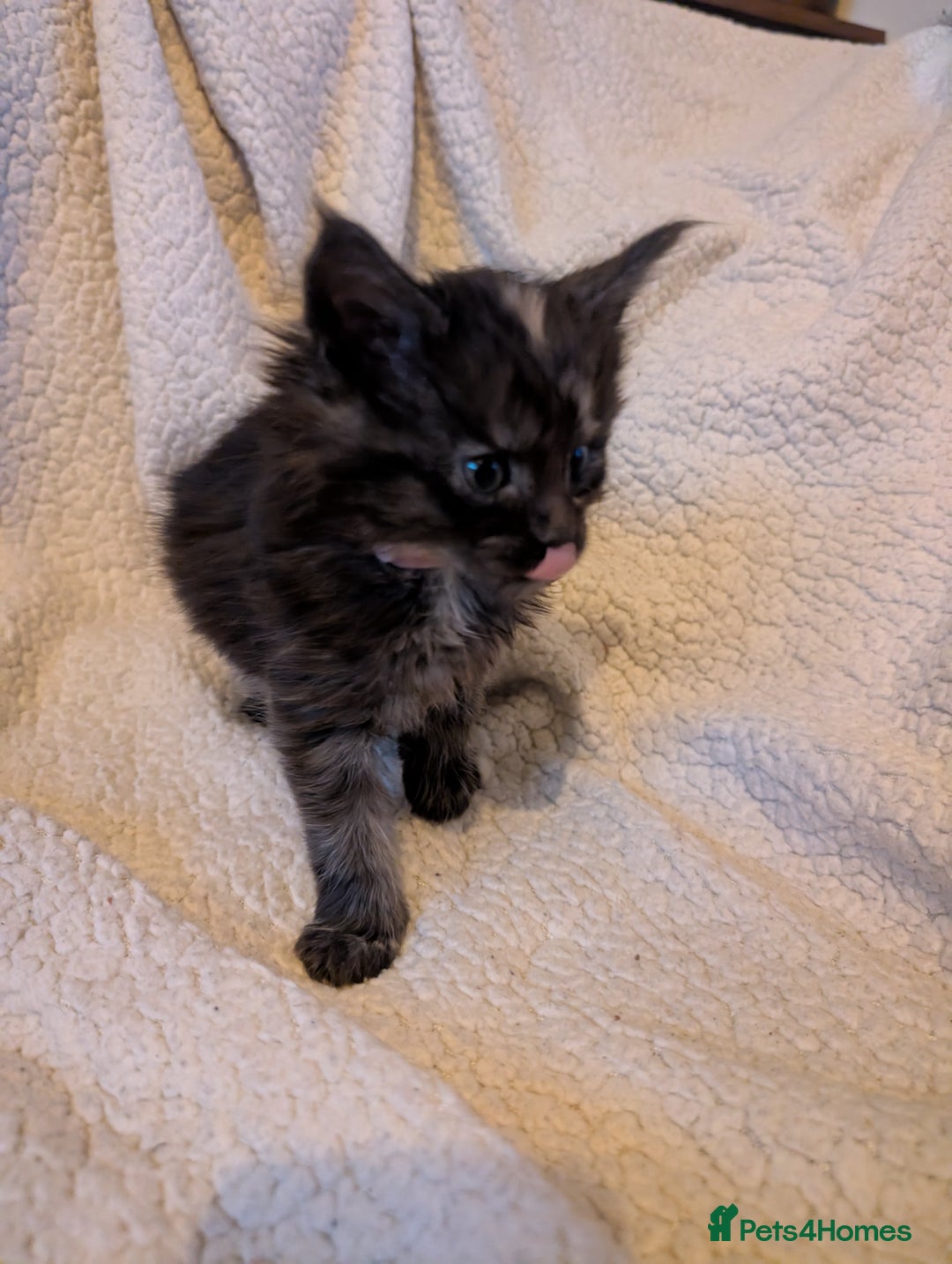 Maine Coon cats for sale: 6 Beautiful main coon kittens - Advert 20