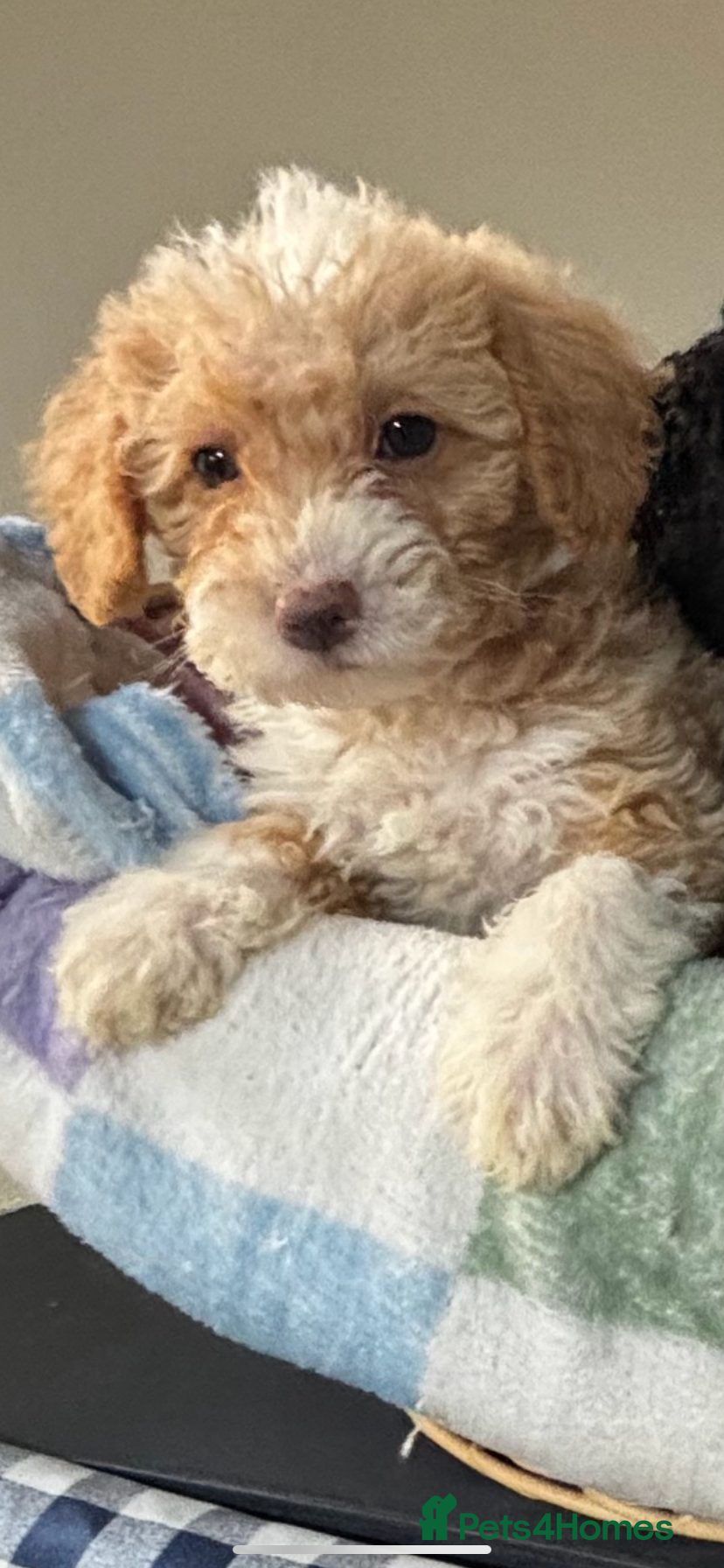 Toy Poodle dogs Beautiful Toy Poodle Pups READY TO LEAVE NOW - Advert 11