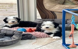 Old English Sheepdog dogs for sale: Old English sheep dog  - Image 9