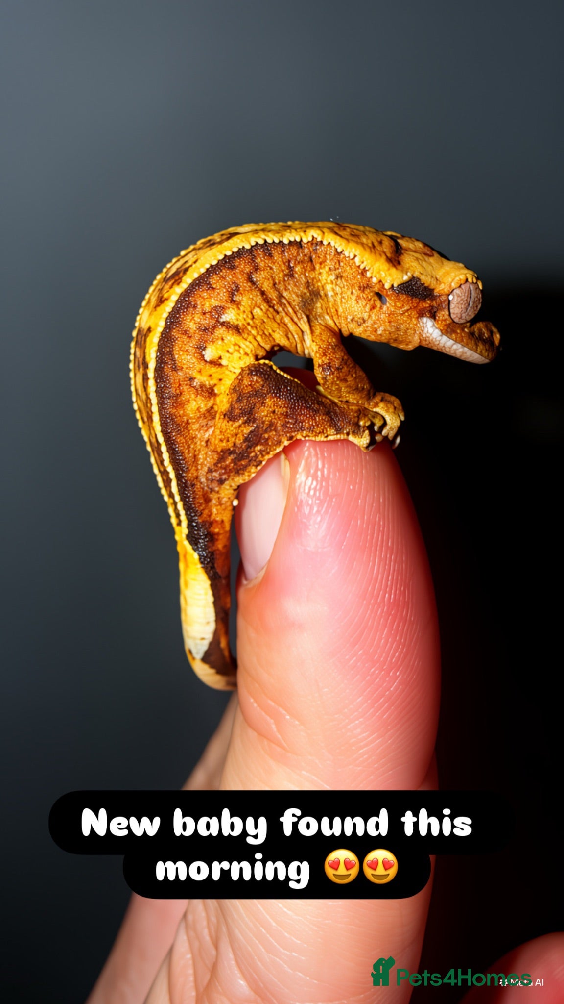 Gecko reptiles Crested gecko for sale  - Advert 1