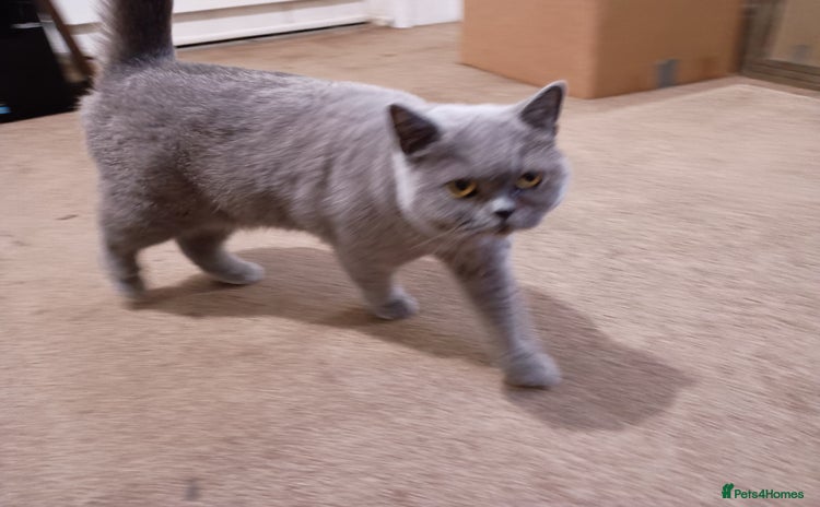 British Shorthair cats - Advert 3