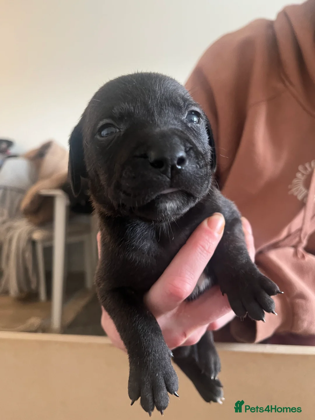 Mixed Breed dogs for sale: blue staff cross american bulldog  - Advert 20