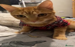 British Shorthair cats for sale: 2 cats for sale  - Image 2