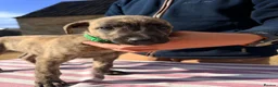 Lurcher dogs for sale: Stunning Brindle Lurcher Puppies  - Advert 5