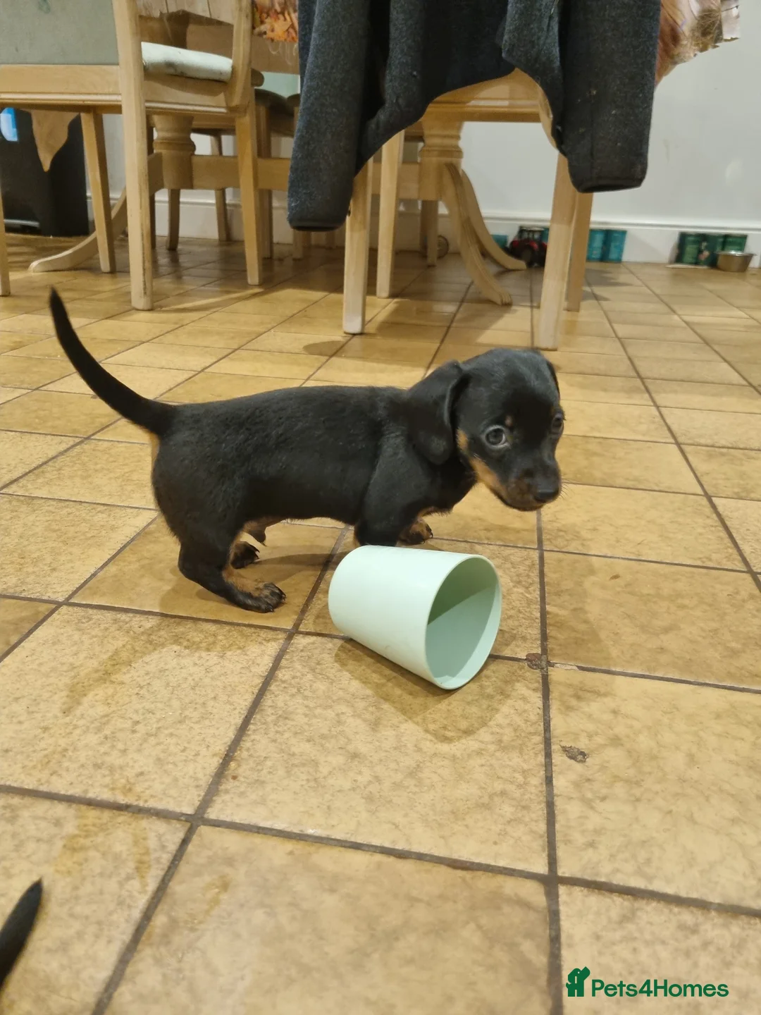 Miniature Dachshund dogs for sale: 2 gorgeous black and tan boys - Advert 2