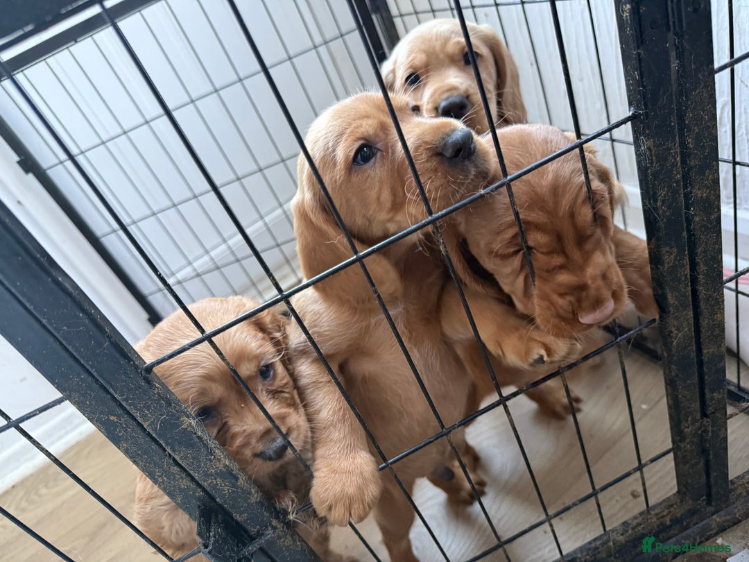 Cockerdor dogs for sale: FOX RED COCKERDOR PUPS  - Advert 15