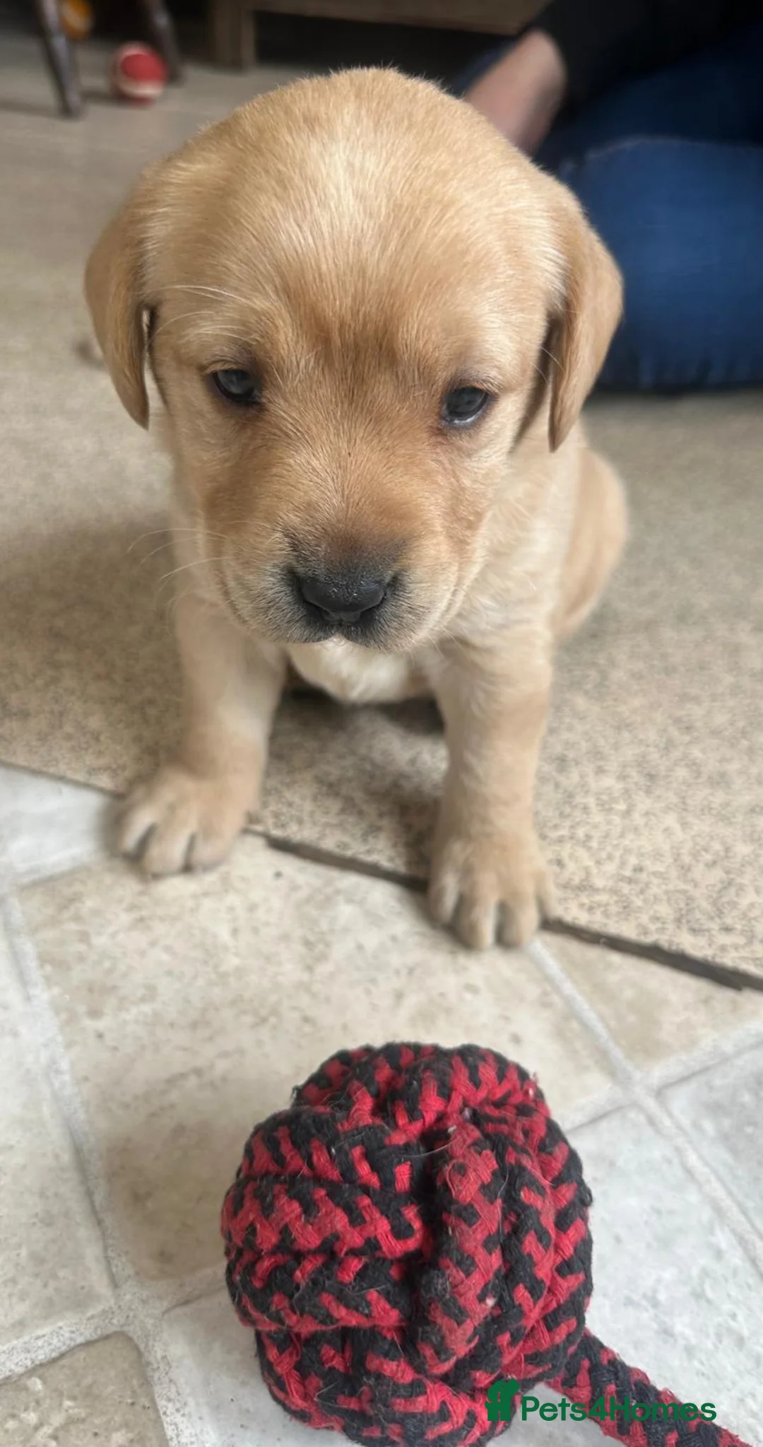 Labrador Retriever dogs for sale: Adorable Golden Labrador Puppies  - Advert 2