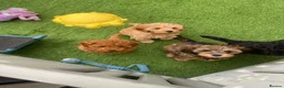 Cavapoo dogs for sale: 1 stunning girl F1b toy-Cavapoo DNA Tested lines  - Advert 15