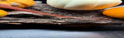 Corn Snake reptiles for sale: Corn snakes WOW AMAZING  - Advert 16