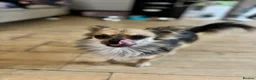 Chihuahua dogs for stud: Proven Chihuahua Stud - Advert 7