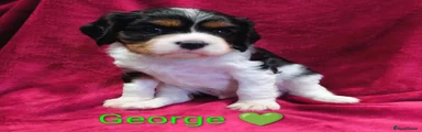George 
