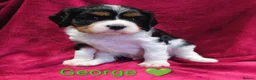 Cavalier King Charles Spaniel dogs for sale: Cavalier King Charles Spaniels  in Tavistock - Advert 3