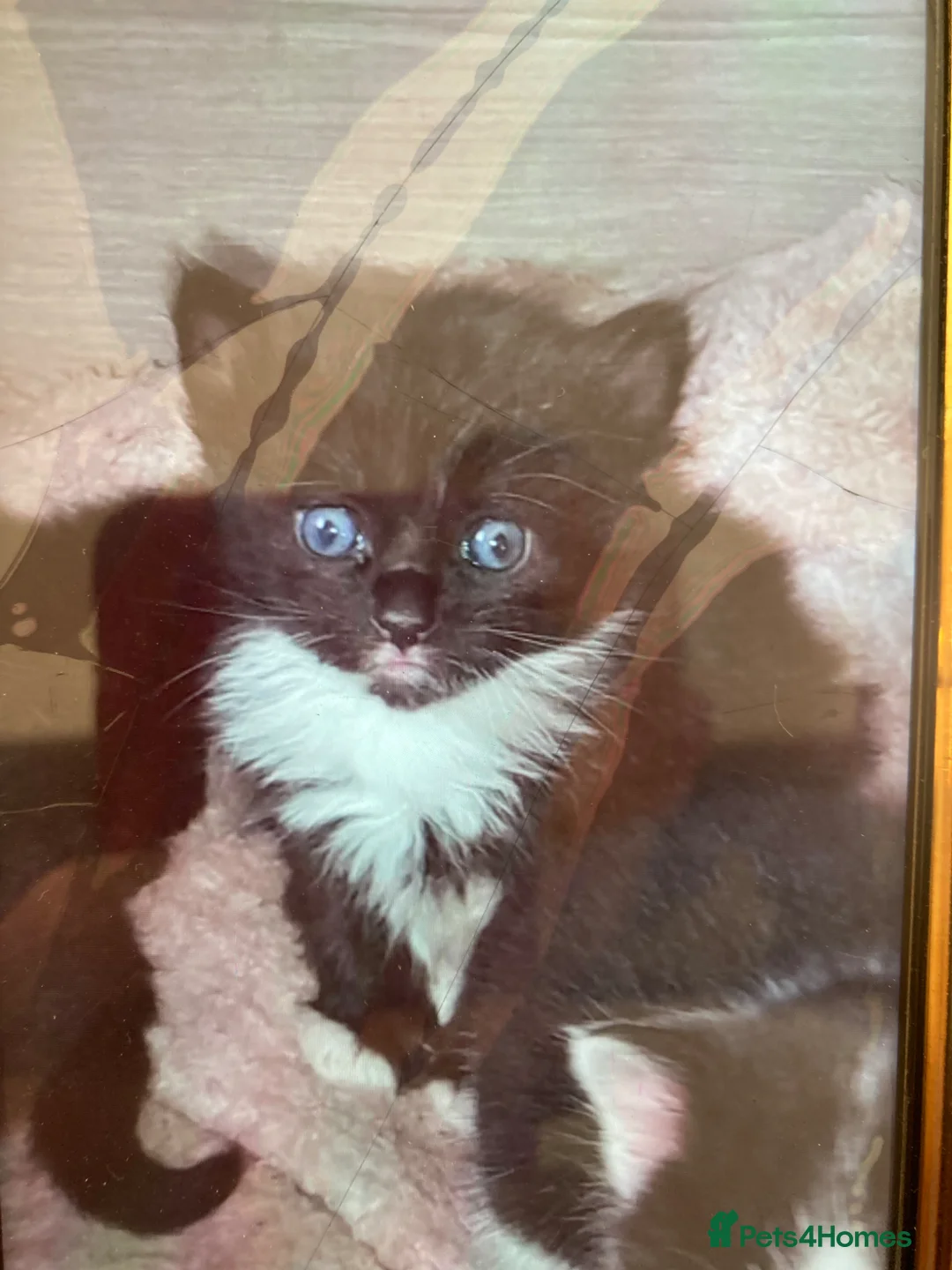 Mixed Breed cats for sale: 2 Female kittens £100 each in North Shields - Advert 2