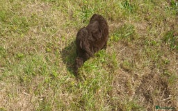 Cockapoo dogs for sale: F1 cockapoos available - Image 8