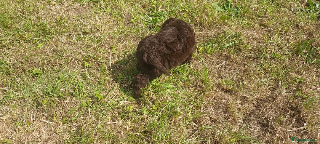 Cockapoo dogs for sale: F1 cockapoos available - Image 8