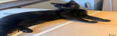 Domestic Shorthair Kitten 1