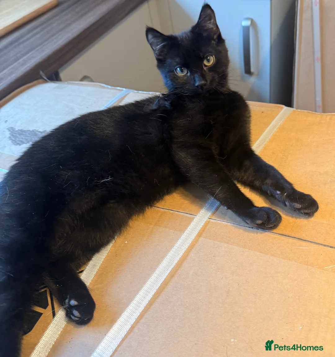 Domestic Shorthair cats for sale: Archie - Advert 1