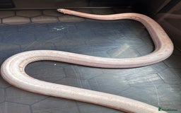 Corn Snake reptiles for sale: Corn snake adult corn snake female  - Advert 3