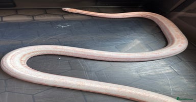 Corn Snake reptiles Corn snake adult corn snake female  - Advert 2