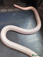 Corn Snake reptiles Corn snake adult corn snake female - Advert 4