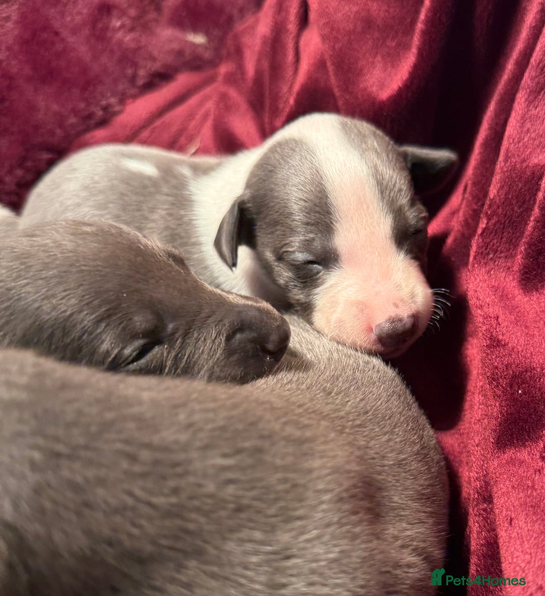Whippet dogs for sale: 3 Stunning Whippet Boy's available  - Advert 37