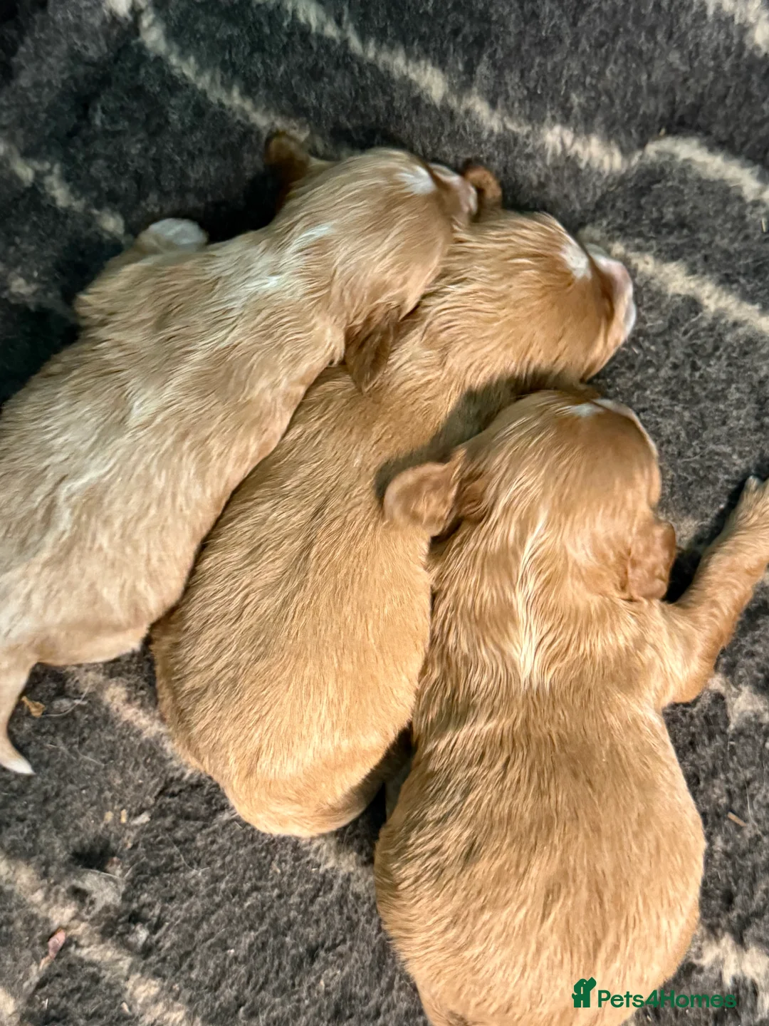 Cavapoo dogs for sale: Stunning F1 - Advert 3