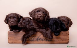 Cockerdor dogs for sale: Cockador Puppies - Image 9