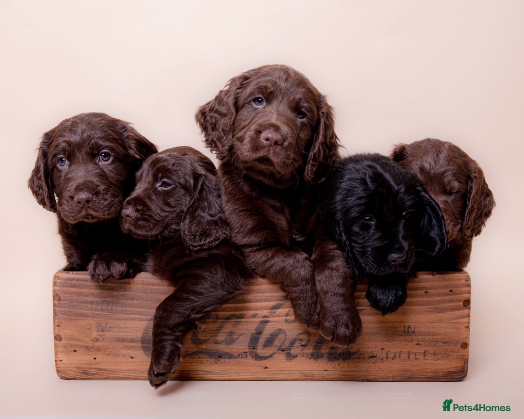Cockerdor dogs for sale: Cockador Puppies - Image 9