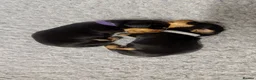Miniature Dachshund dogs for sale: Miniature daschund puppies - Advert 5